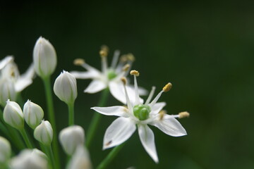 路傍の白い小さな花
