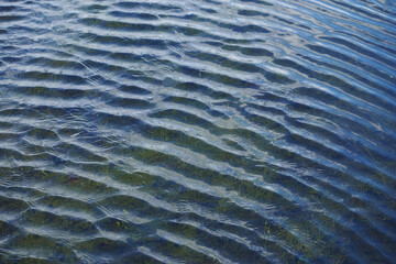 Water surface texture covered with ripples. Lake with clear water and green algae. Background.