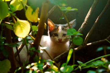 cat in the garden