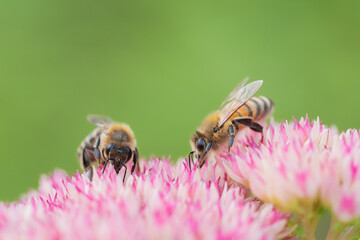Honey bees collect pollen Spiraea flower. Macro shot.