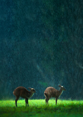 Mother common barking deer and fawn in the rain.