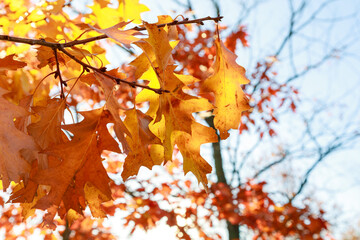 Naklejka na ściany i meble Red-yellow maple leaves against blue sky background with Sun. It is Autumn