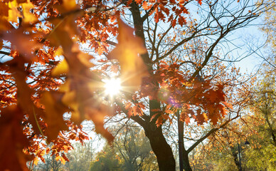Red-yellow maple leaves against blue sky background with Sun. It is Autumn