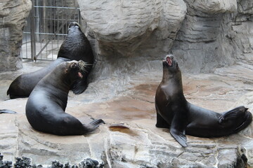 Seals in the Oceanografic of Valencia, Spain