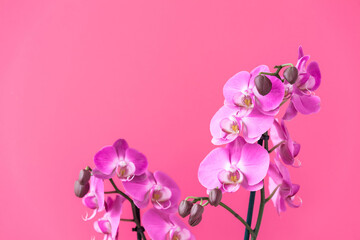 Fototapeta na wymiar Collection of wonderful fresh purple color tropical orchid flowers on stems on light violet background with template for design extreme close view