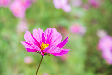 Obraz premium コスモス