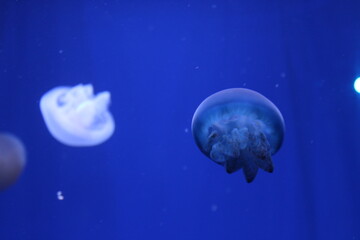 Naklejka na ściany i meble Jellyfishes in the oceanographic in Valencia, Spain