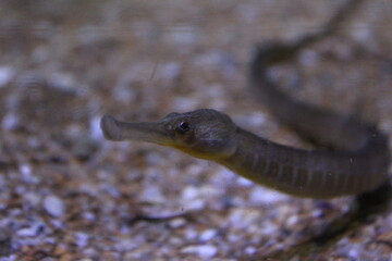 Fish in the Oceanografic of Valencia, Spain