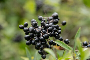 common dogwood berries on a bush in close up