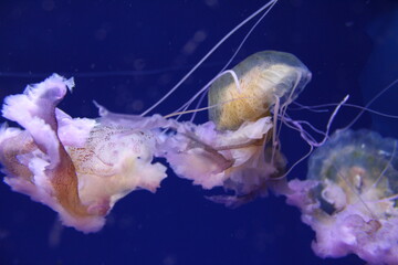 Jellyfishes in the oceanographic in Valencia, Spain
