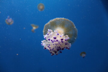 Fototapeta na wymiar Jellyfishes in the oceanographic in Valencia, Spain