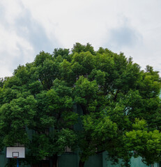 Fototapeta premium outdoor basketball goal backboard and rim with tall camphor trees cloudy summer day