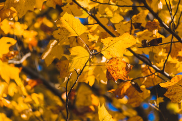 Fototapeta premium 葉が黄色く染まったユリノキ