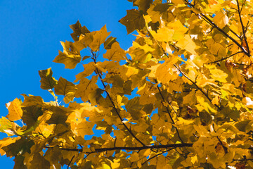 葉が黄色く染まったユリノキ