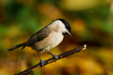 Marsh tit (Poecile palustris)