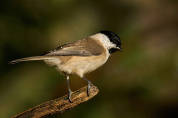 Marsh tit (Poecile palustris)