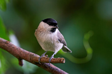 Marsh tit (Poecile palustris)