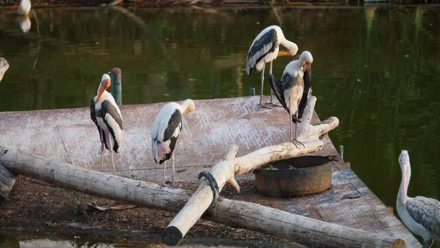 slow-motion shot of bird, Open-billed stork, Asian openbill, Anastomus oscitans living on lake in Thailand at sunset