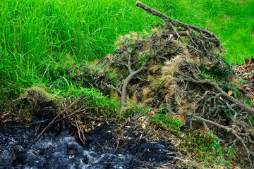 剪定して廃棄した松枝