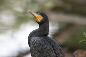 portrait of a cormorant on a riverbank