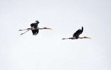 Beautiful painted stork birds flying high in the sky