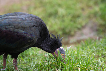 bald ibis walking on grass close up