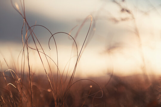 Dry Autumn Grasses In A Forest At Sunset. Macro Image, Shallow Depth Of Field. Beautiful Autumn Nature Background