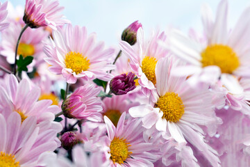 満開の小菊、ピンクの花、秋の花、花畑、花イメージ素材