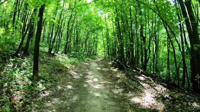 Road in the forest, fast movement through the forest, trees flicker. Accelerated shooting, driving through a dense forest and leaving for a clearing.