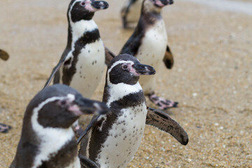 ビーチのフンボルトペンギン