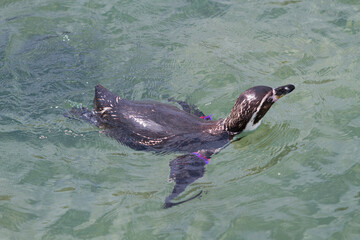 海を泳ぐフンボルトペンギン