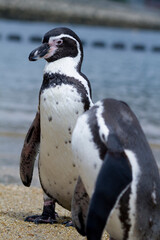 Naklejka premium ビーチのフンボルトペンギン