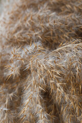 Beige dry reeds as a background. Closeup photo.
