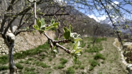 Spring nodes