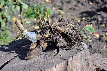 Good dahlia roots dry on the tree stump.  Digging out flowers in the fall.  Breeding varietal plants.  Dahlia tuber with sprouts.