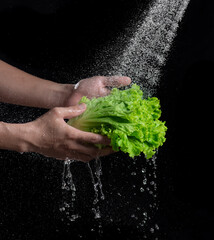 Water pouring to the fresh lettuce leaves isolated on black background,Vegetables are washed