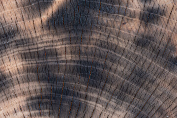 Texture of old wooden ,Burned Wood Background
