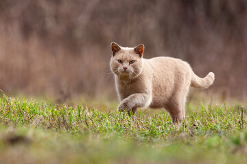 Domestic cat stalking prey in garden with copy space. Furry animal looking into the camera in...