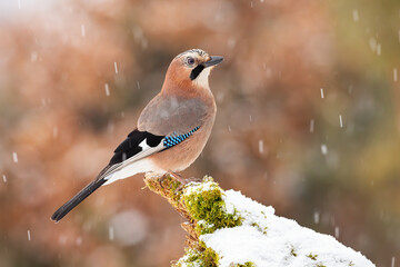 Eurasian jay, garrulus glandarius, sitting on bough in winter nature during snowfall. Brown bird with turquoise wings observing on moss bough. Small feathered animal watching on mossy twig.
