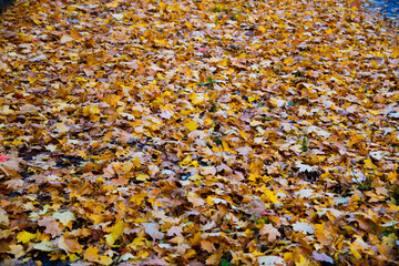 Autumn leaves covering a sidewalk