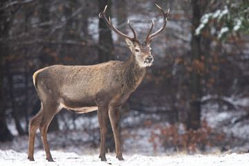 Naklejka na ściany i meble Red deer, cervus elaphus, standing in white forest in winter nature. Wild stag watching in woodland covered with snow.