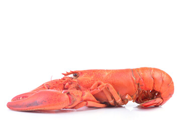 Lobster on a white background