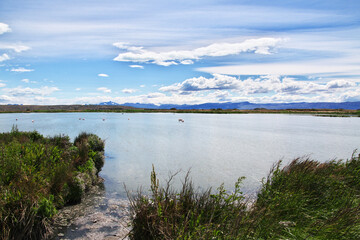 Flamingo in Laguna Nimez Reserva in El Calafate, Patagonia, Argentina