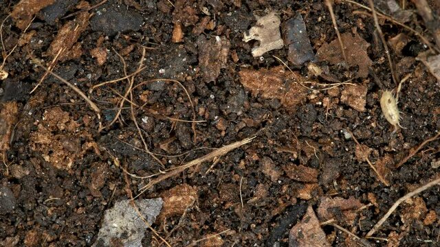 Inhabitants of the soil: soil mites, wood lice (Isopoda), Collembola. There are both pests and useful ones. Close-up