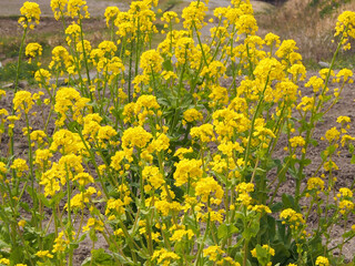 Obraz premium 菜の花