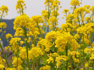 菜の花