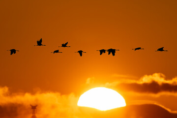 European Common Cranes Birds Migration