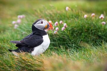 Atlantic puffin, fratercula arctica, sitting on grass with pink flowers in summer. Bird with massive colorful beak looking aside on green glade with copy space.