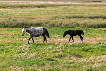 Horses on Lago argentino in El Calafate, Patagonia, Argentina