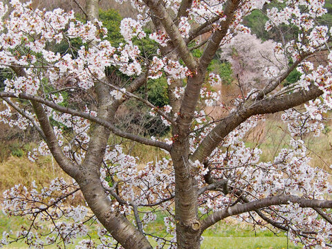 桜の木 Images Browse 23 340 Stock Photos Vectors And Video Adobe Stock